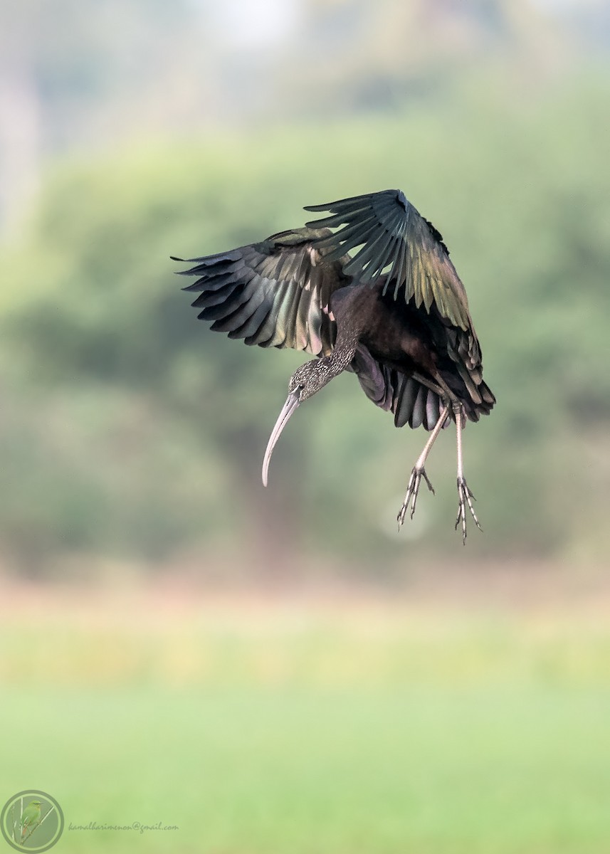 Glossy Ibis - Kamal Hari Menon