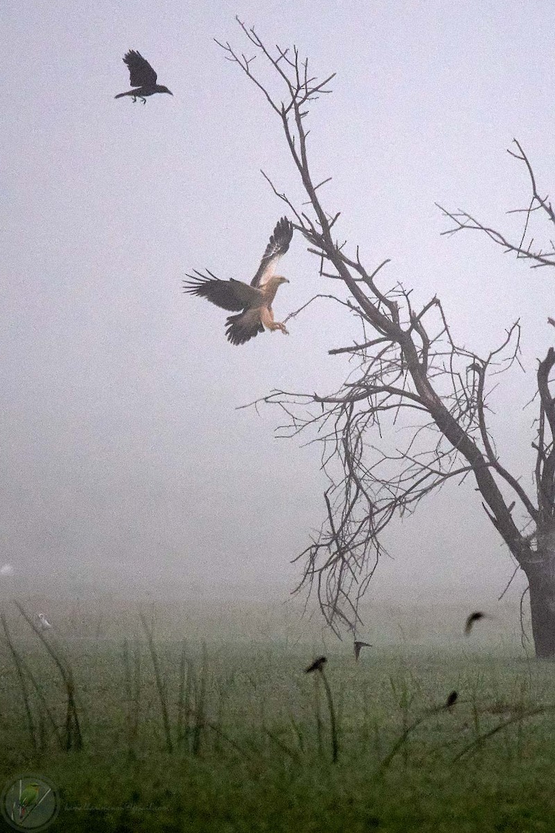 Greater Spotted Eagle - Kamal Hari Menon