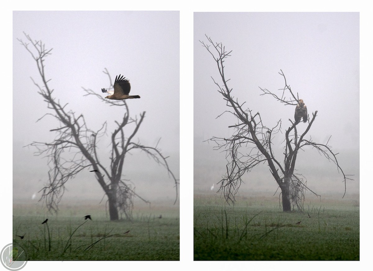 Greater Spotted Eagle - Kamal Hari Menon