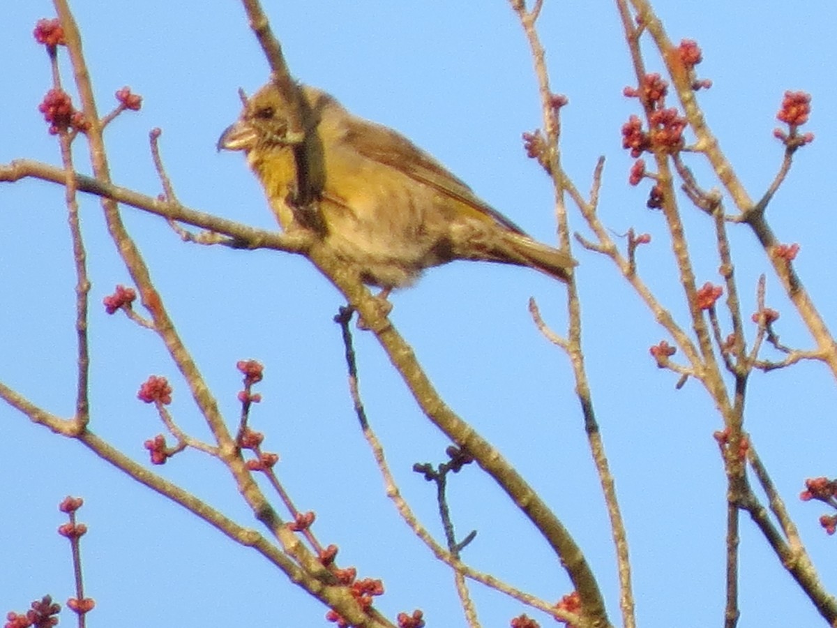 Red Crossbill (Northeastern or type 12) - ML318170851