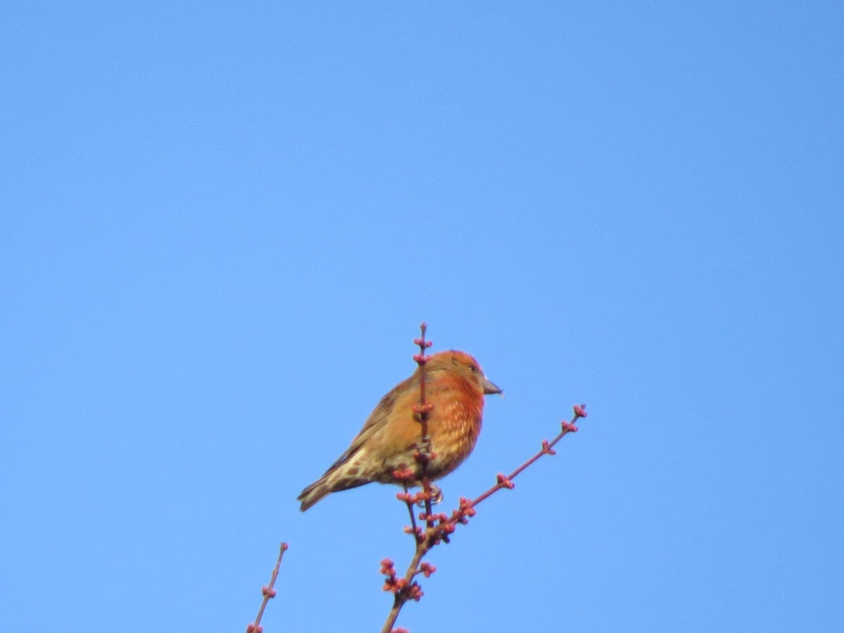 Red Crossbill (Northeastern or type 12) - ML318170901