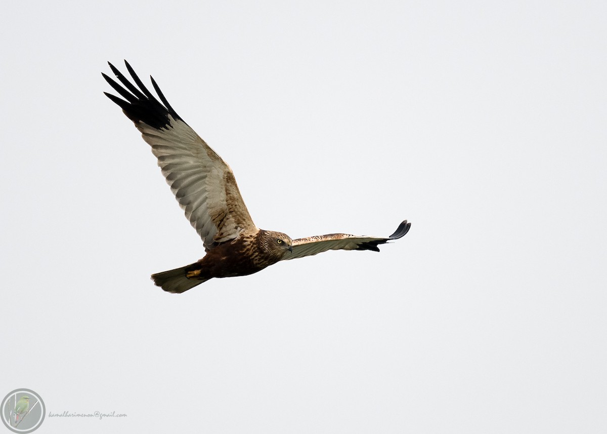 Western Marsh Harrier - Kamal Hari Menon