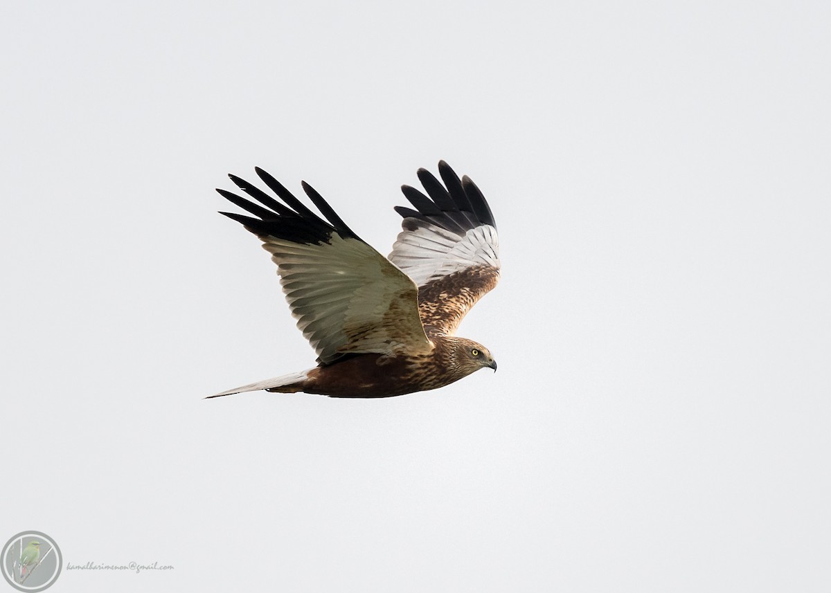 Western Marsh Harrier - ML318170941