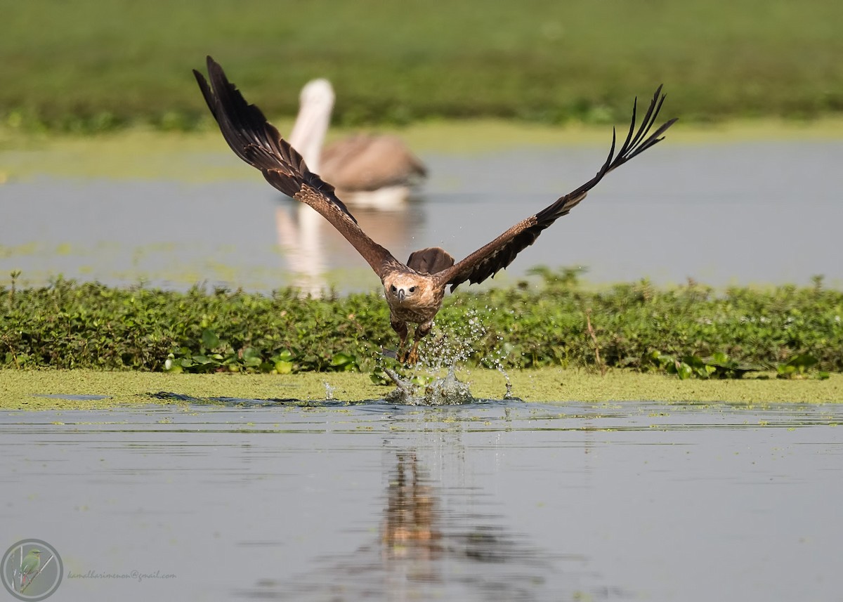 Brahminy Kite - Kamal Hari Menon