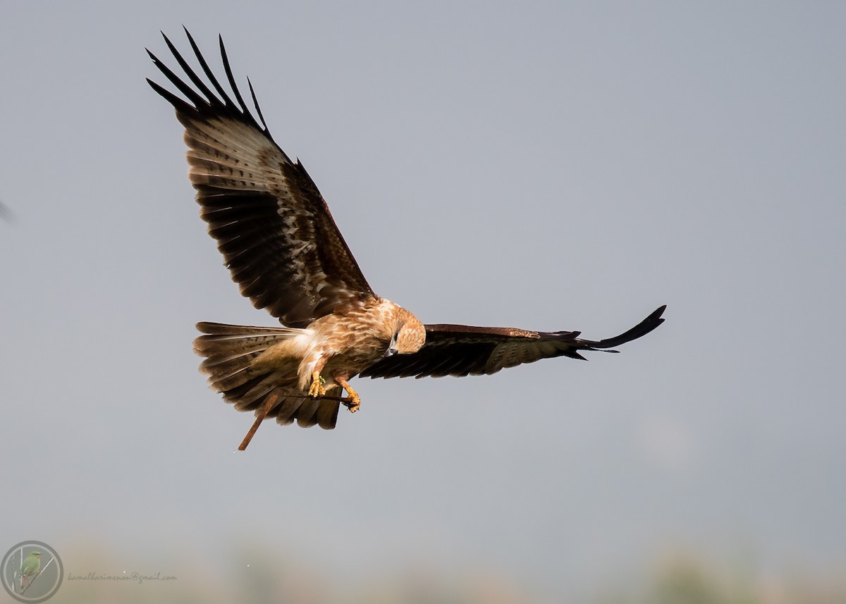 Brahminy Kite - ML318170971