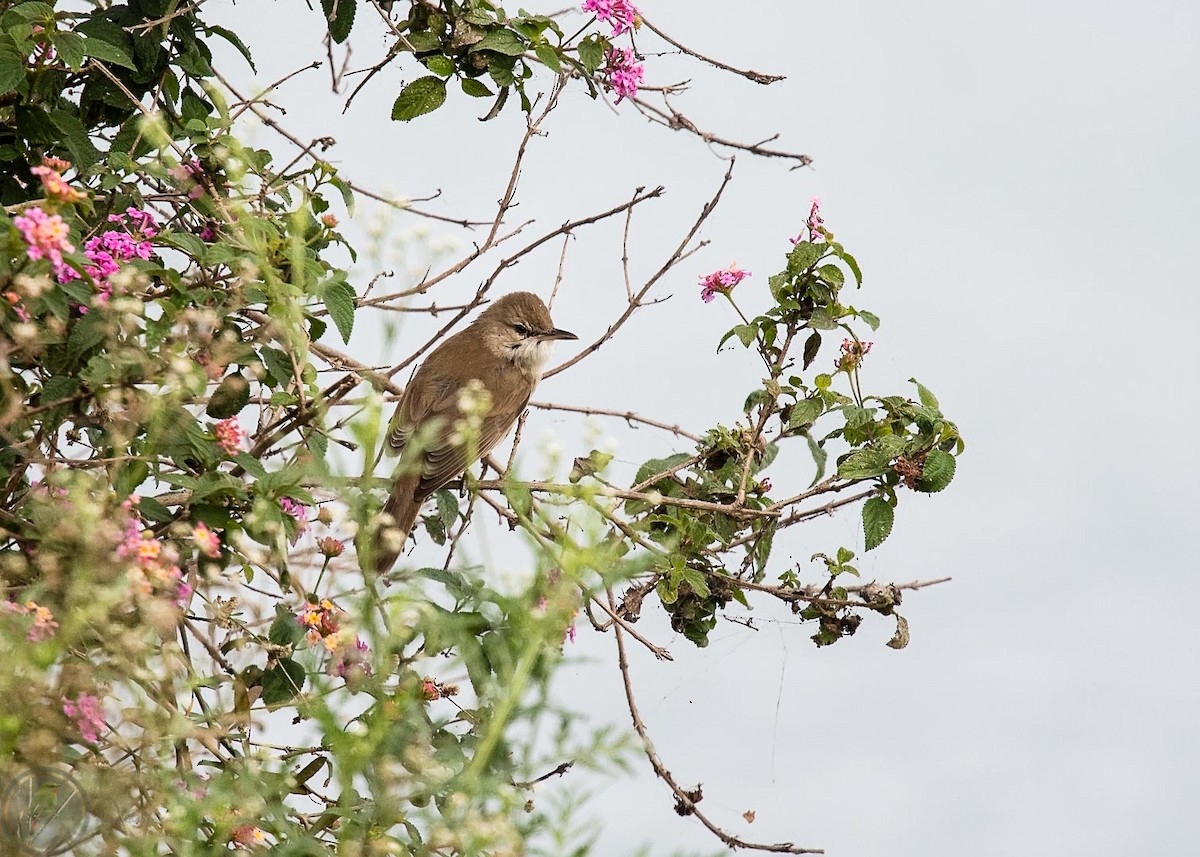 Blyth's Reed Warbler - ML318170991