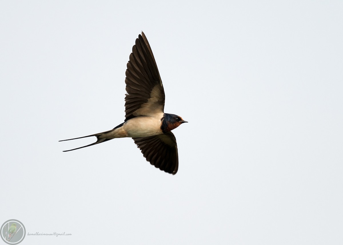 Barn Swallow - Kamal Hari Menon