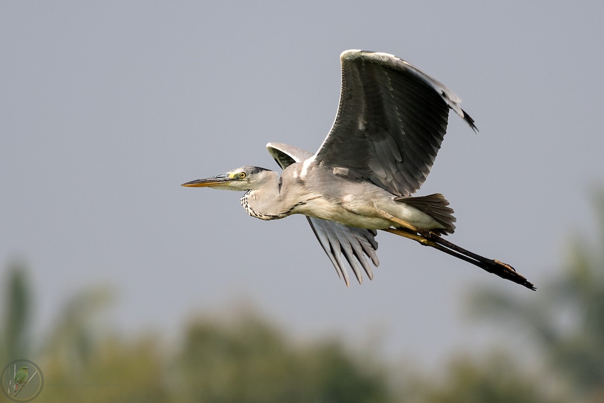 Gray Heron - ML318171241