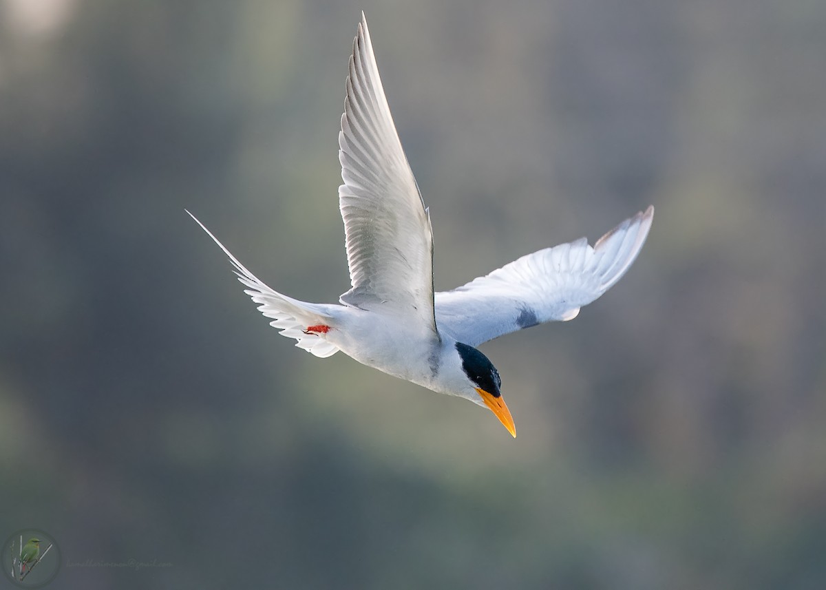 River Tern - ML318171691