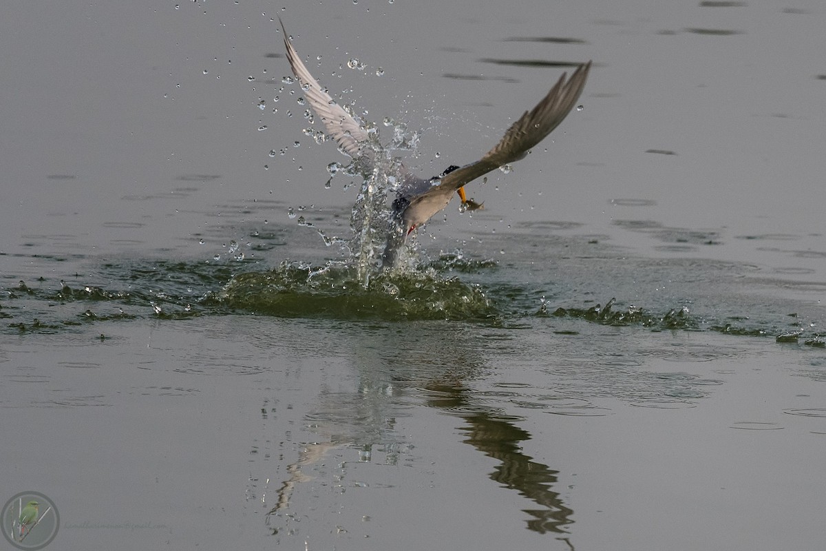 River Tern - ML318171701