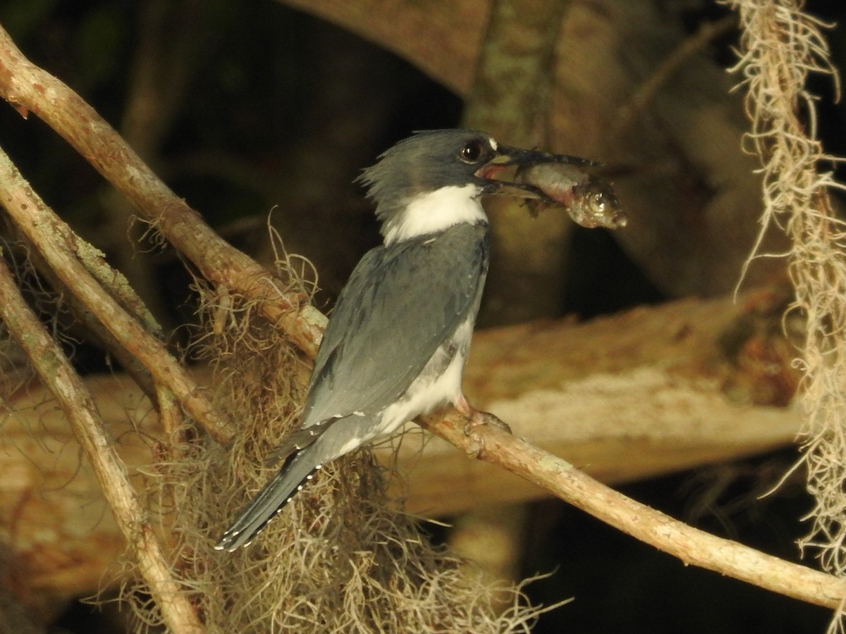 Belted Kingfisher - ML318173361