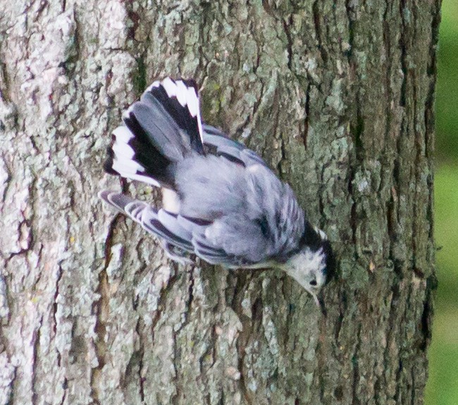 White-breasted Nuthatch - ML31817381