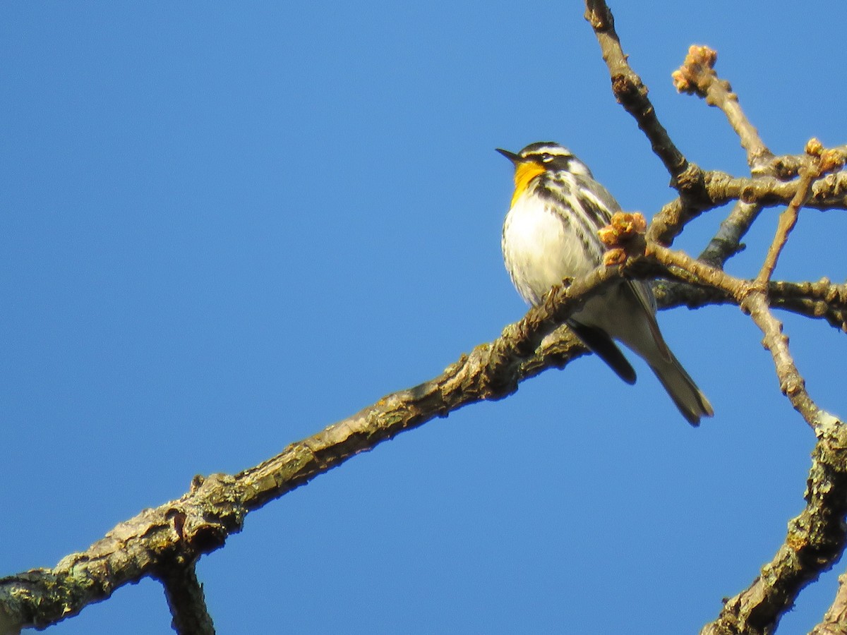 Yellow-throated Warbler - Douglas Wood