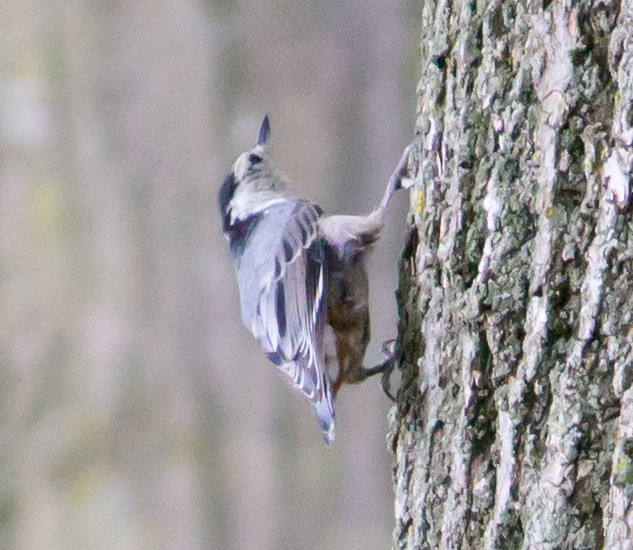 White-breasted Nuthatch - ML31817391