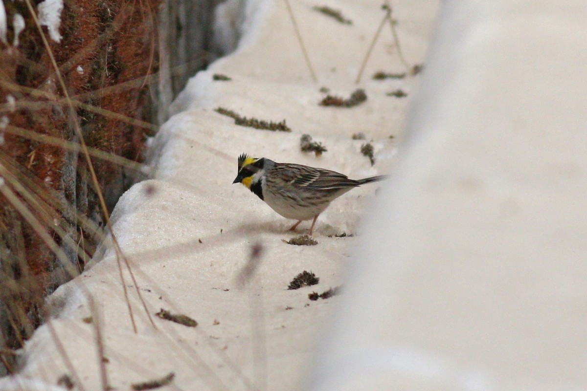 Yellow-throated Bunting - 白尾 海雕