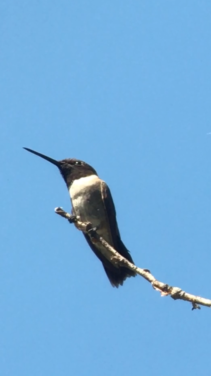 Black-chinned Hummingbird - ML31817741
