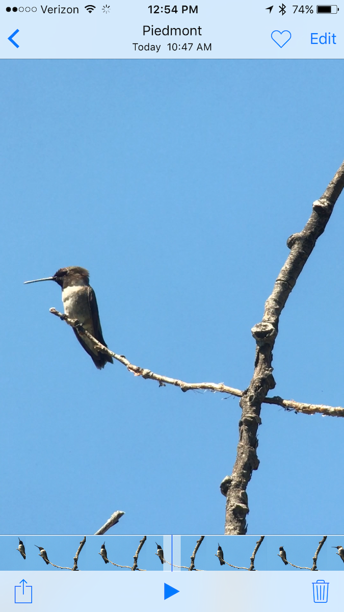 Black-chinned Hummingbird - ML31817751