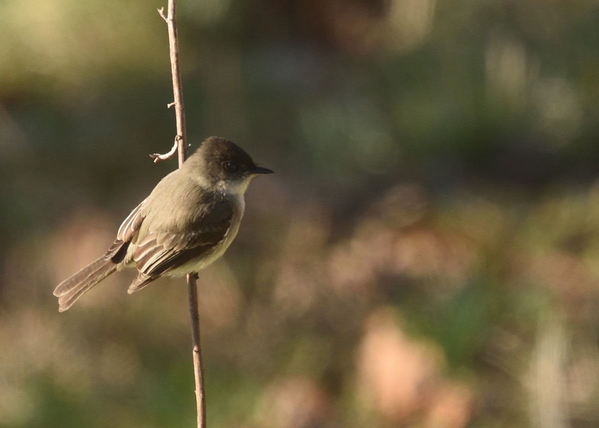 Eastern Phoebe - ML318181941