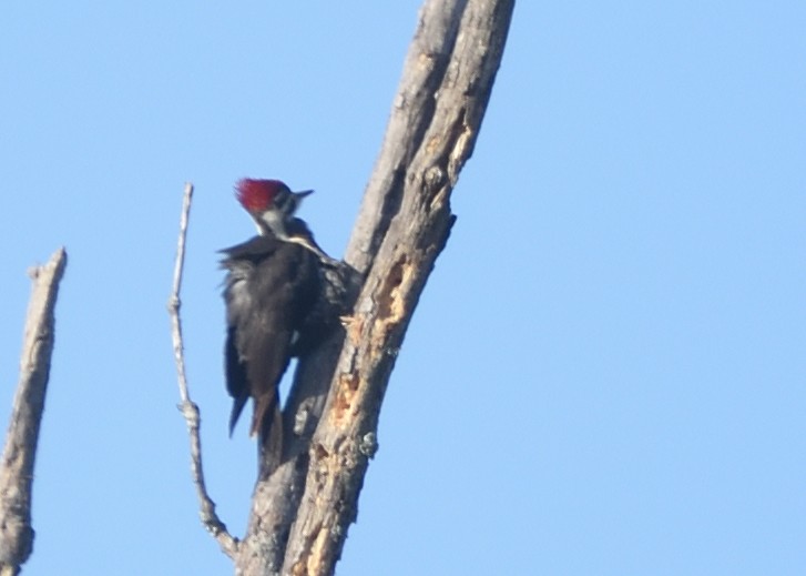 Pileated Woodpecker - ML318181971