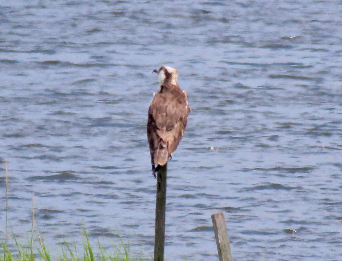 Загасч явлаг - ML318182341