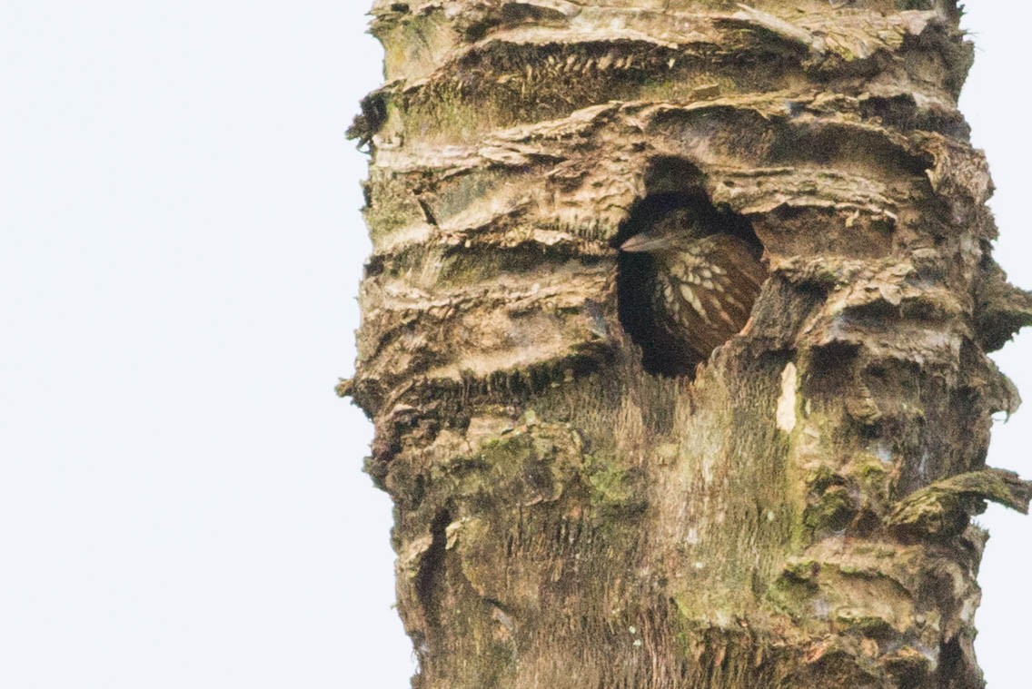 Straight-billed Woodcreeper - Doug Gochfeld