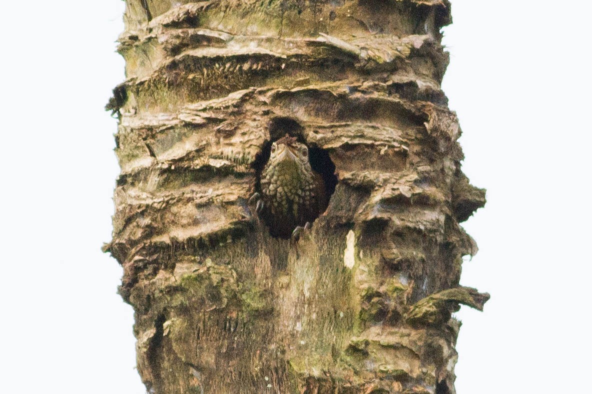 Straight-billed Woodcreeper - ML318182561