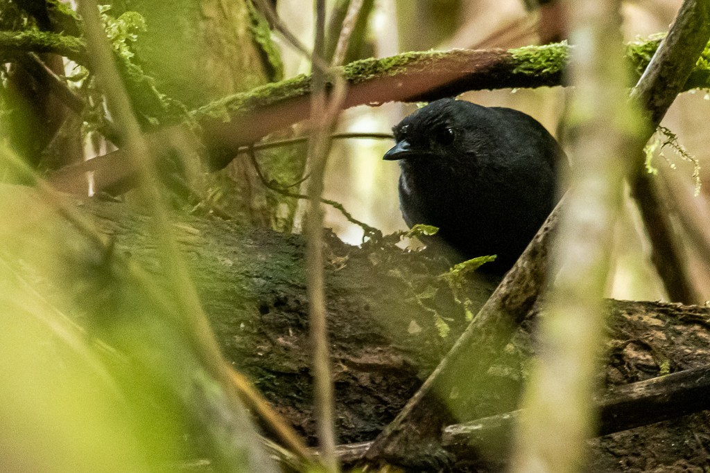 Stiles's Tapaculo - ML318182721