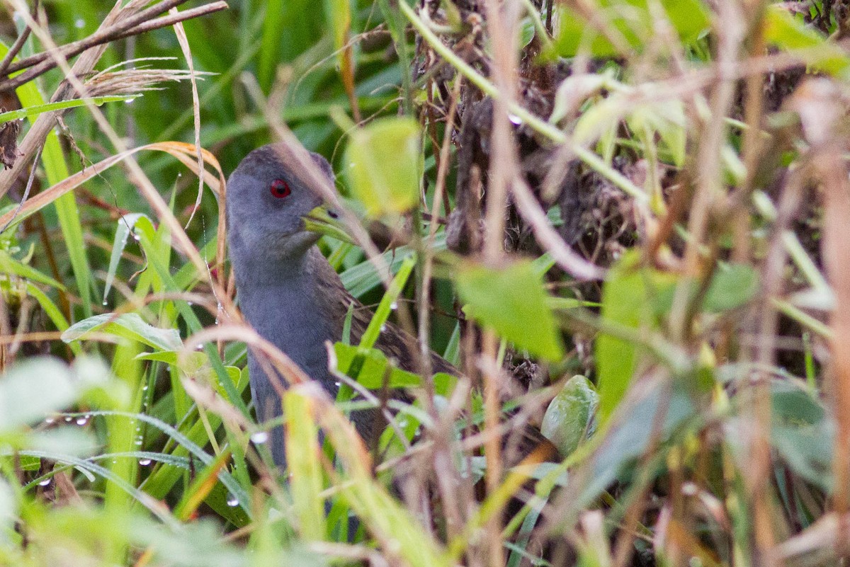 Ash-throated Crake - ML318183101