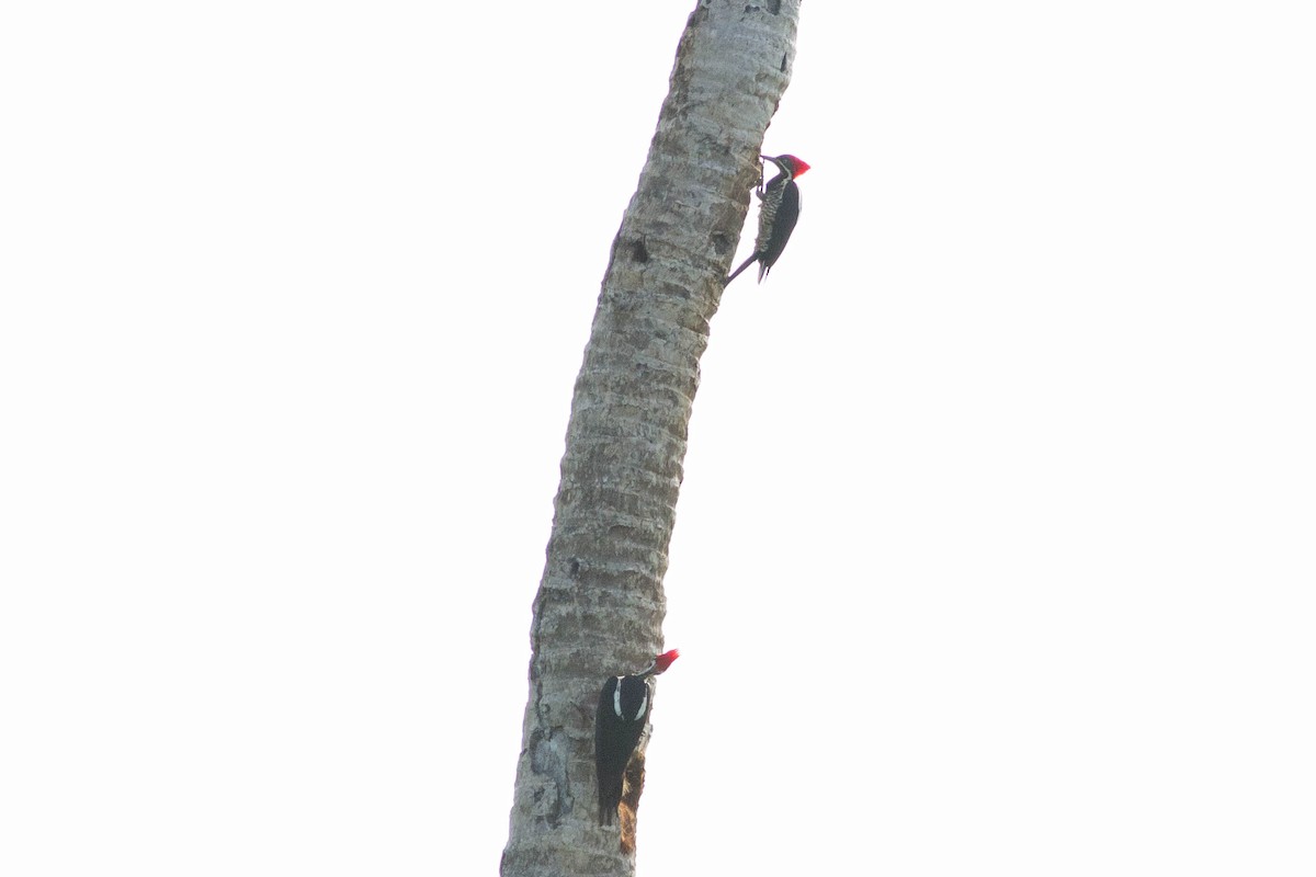 Lineated Woodpecker - ML318184411