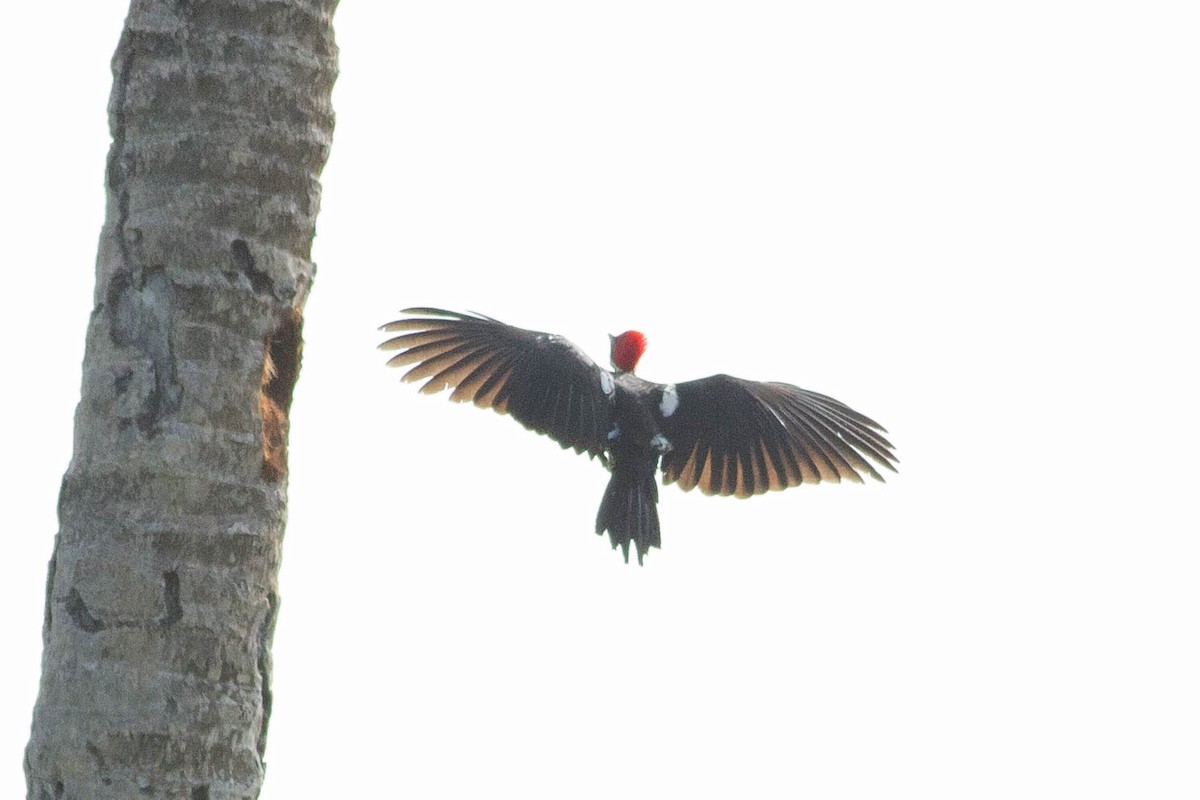 Lineated Woodpecker - ML318184431