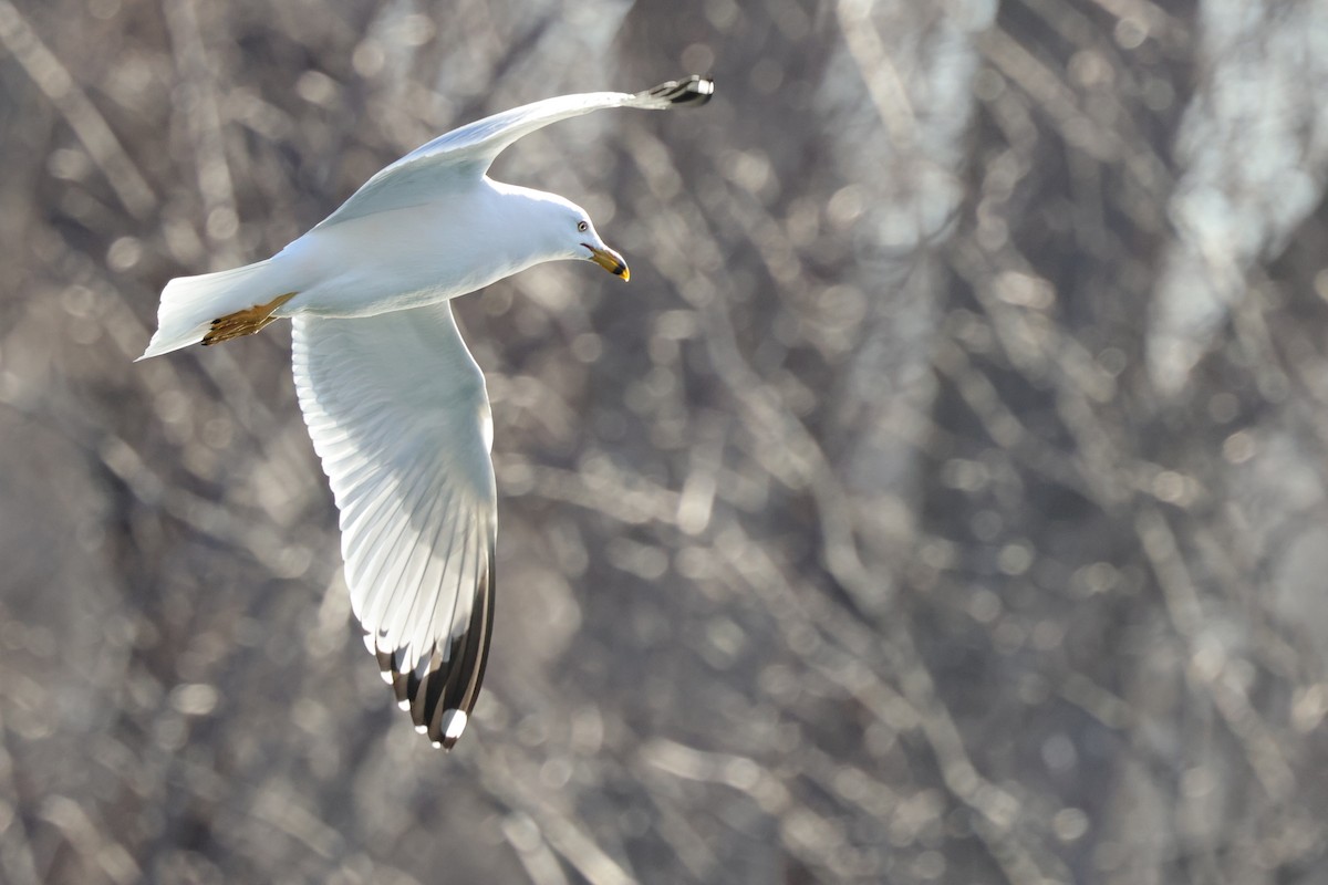 Ring-billed Gull - Tim Lenz