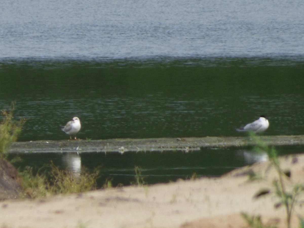 Gull-billed Tern - John van Dort