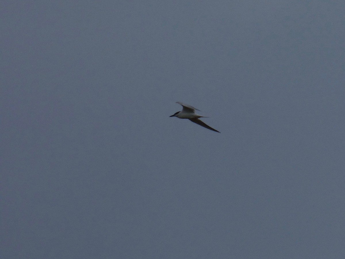 Gull-billed Tern - John van Dort