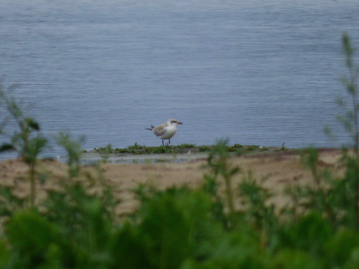 Gull-billed Tern - ML31818541