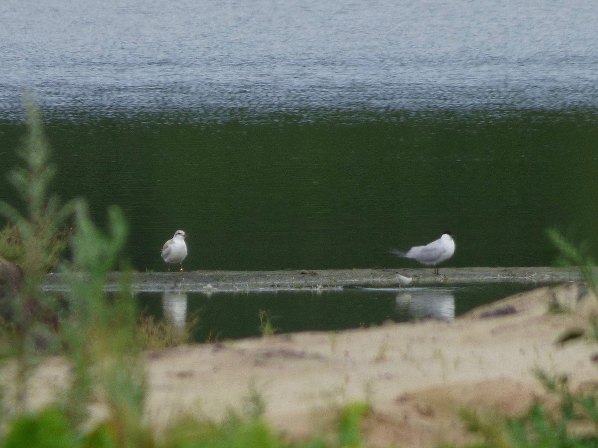 Gull-billed Tern - ML31818551