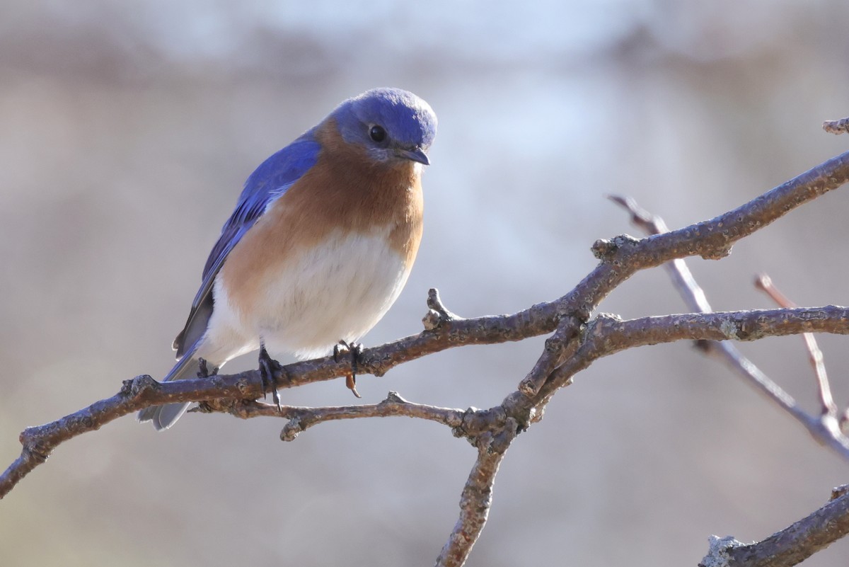 Eastern Bluebird - ML318187201