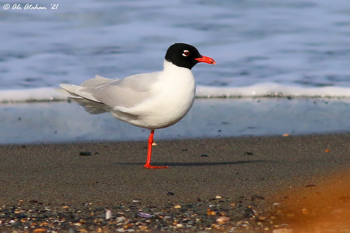Mediterranean Gull - Ali Atahan