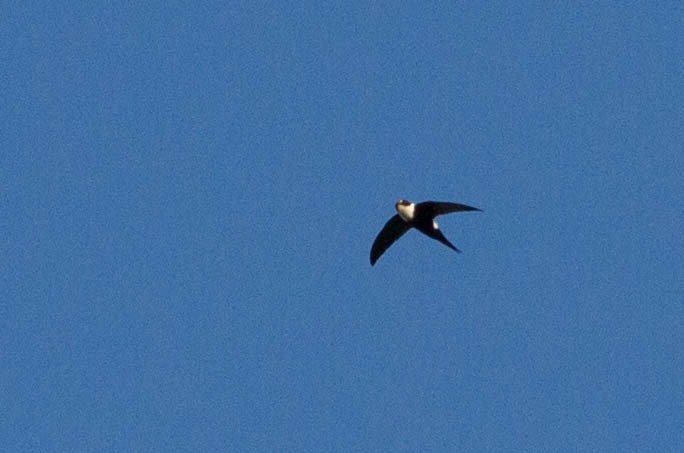 Lesser Swallow-tailed Swift - ML318189321