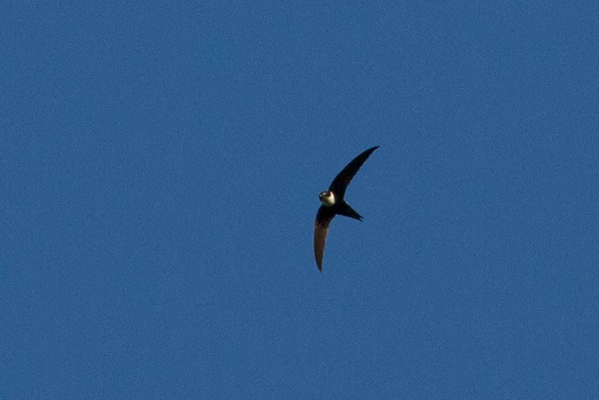 Lesser Swallow-tailed Swift - ML318189331