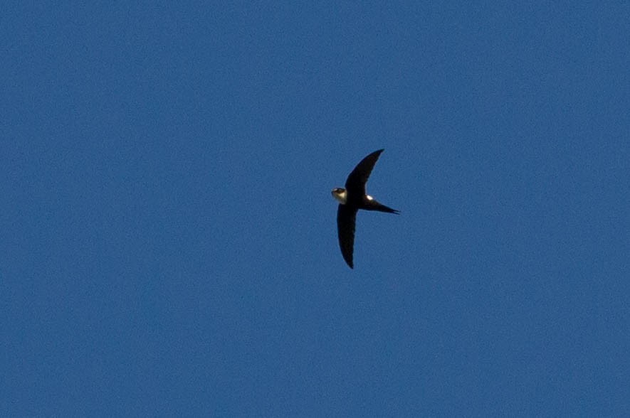 Lesser Swallow-tailed Swift - ML318189341