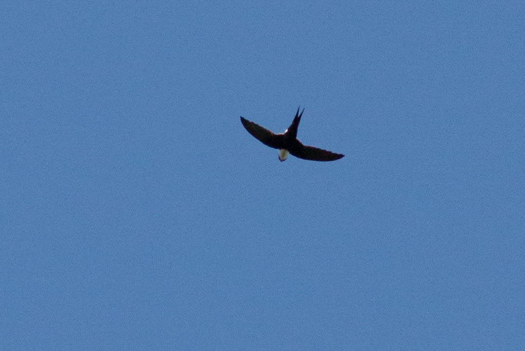 Lesser Swallow-tailed Swift - ML318189351