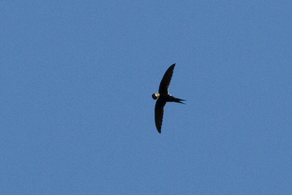 Lesser Swallow-tailed Swift - ML318189361