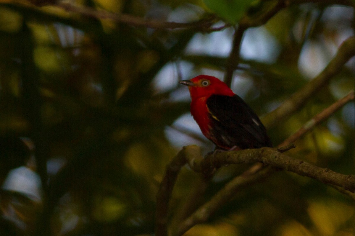 Crimson-hooded Manakin - ML318189401