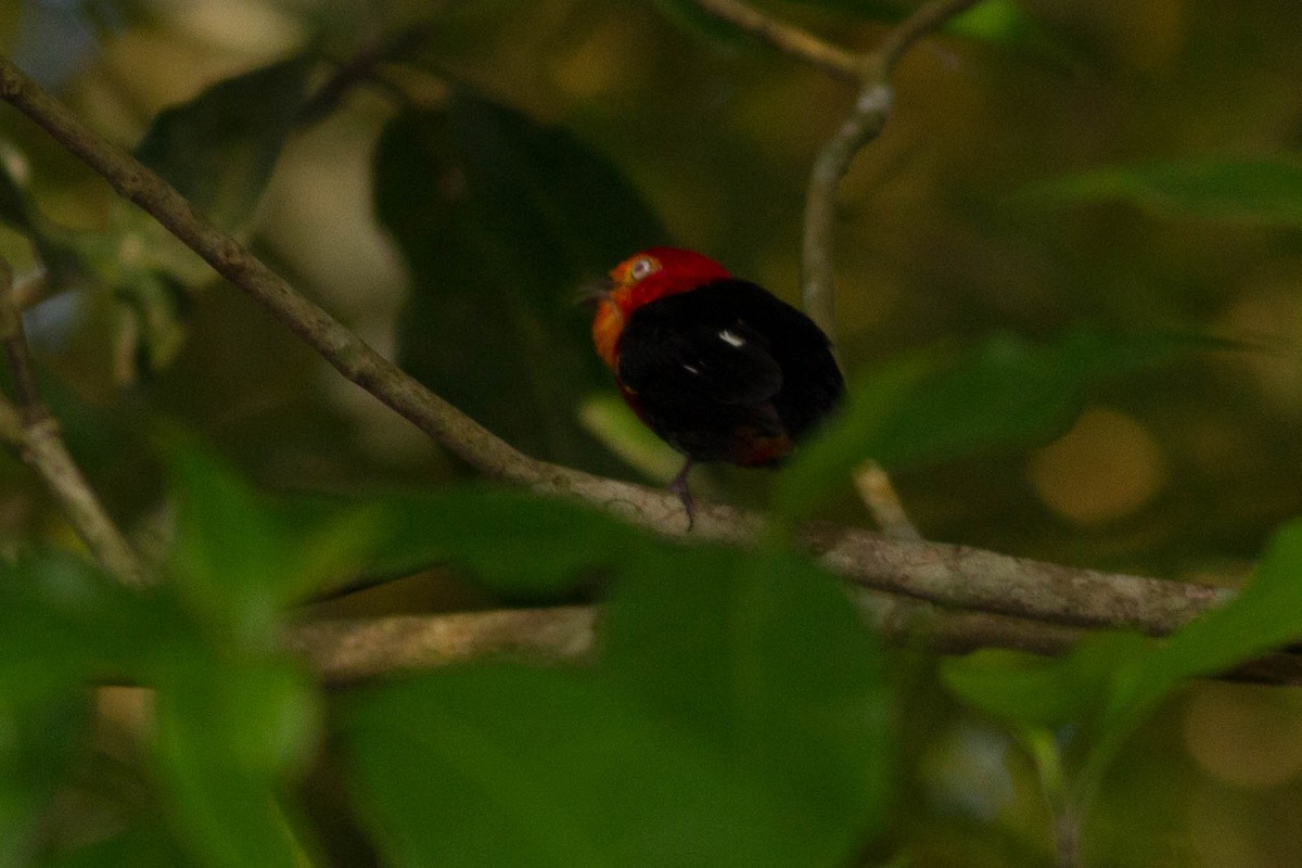 Crimson-hooded Manakin - ML318189411