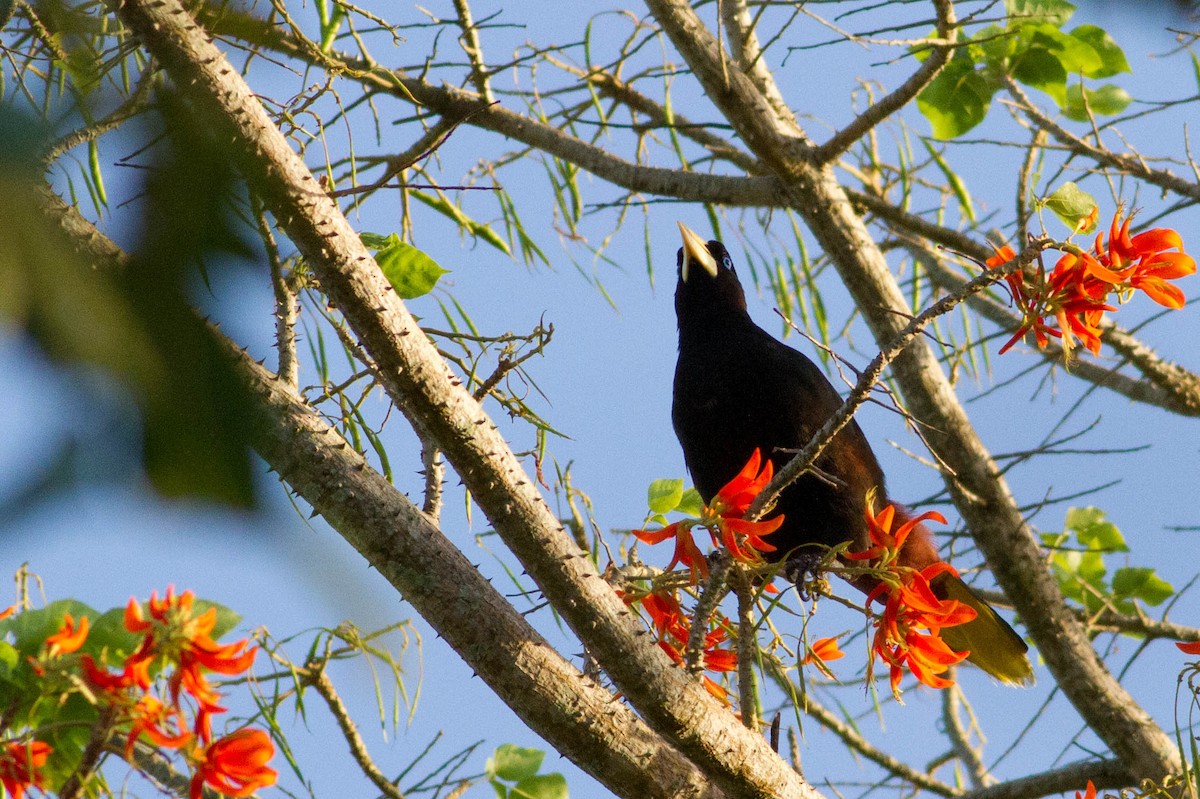Crested Oropendola - ML318189431