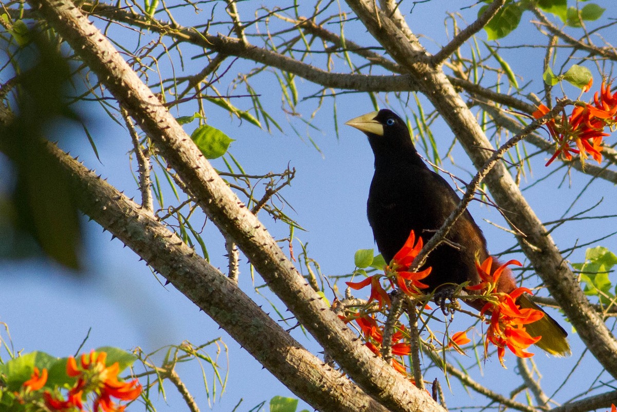 Crested Oropendola - ML318189461