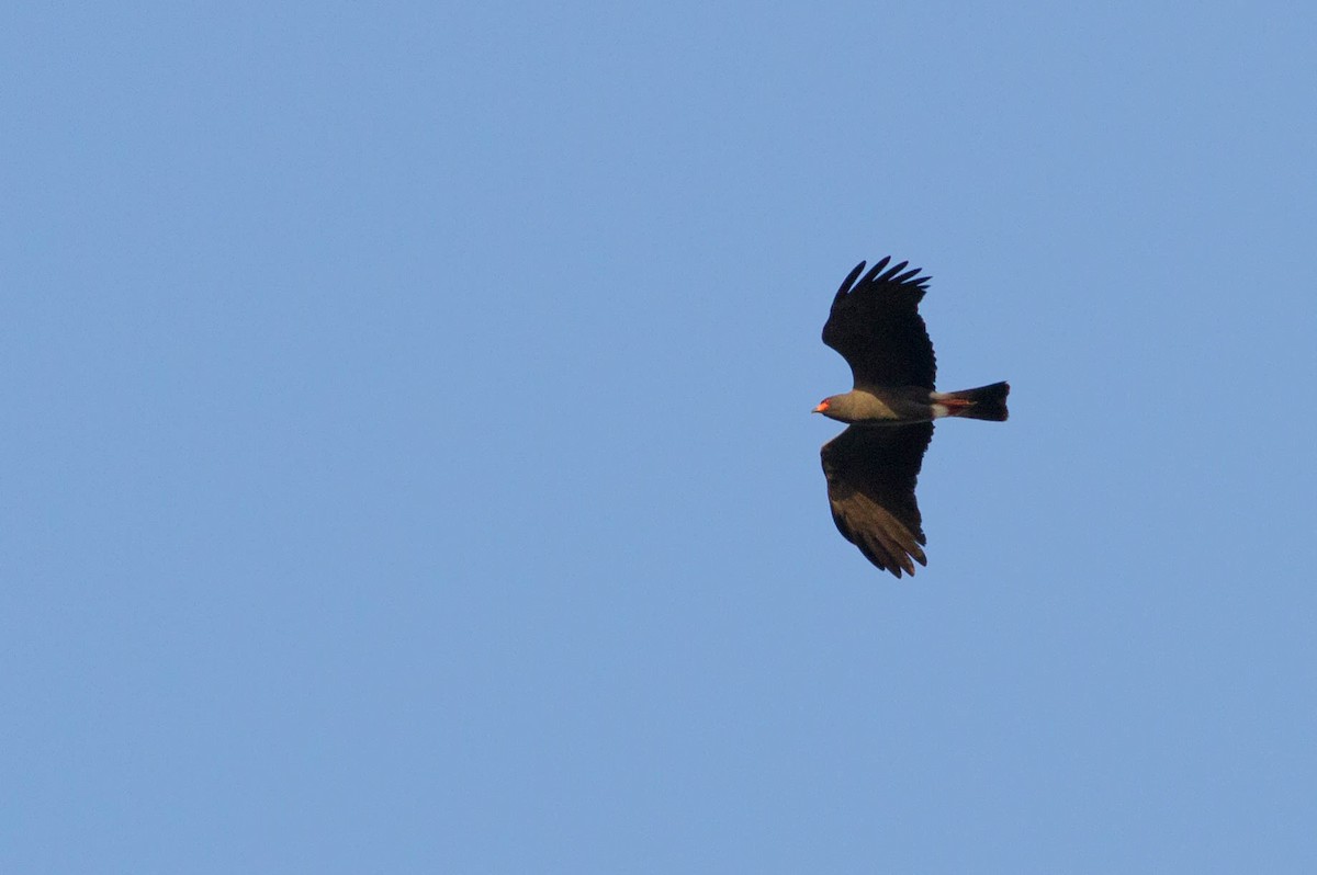 Snail Kite - ML318189571