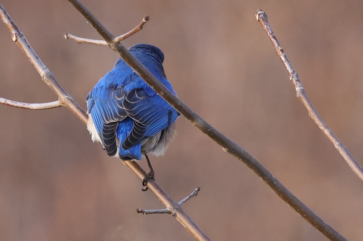 Eastern Bluebird - ML318189751