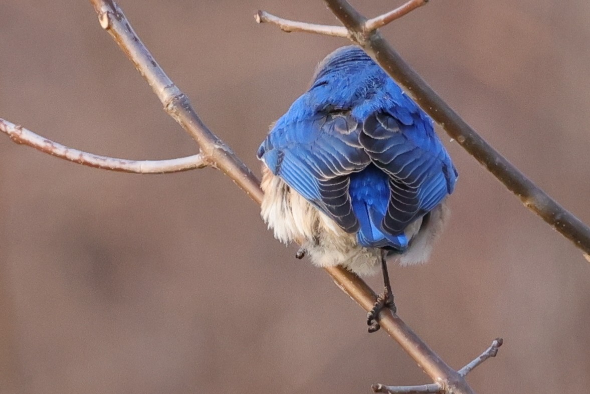 Eastern Bluebird - ML318190041