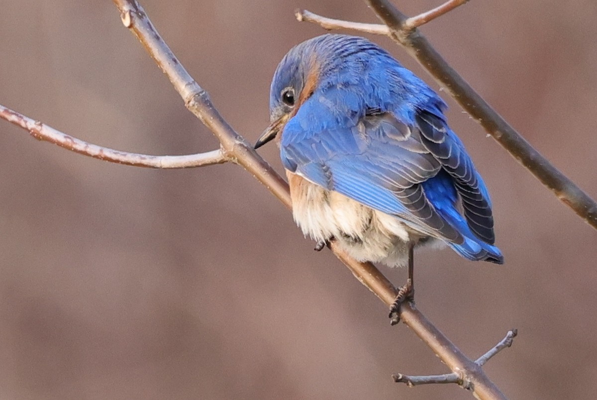 Eastern Bluebird - ML318190051